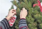  ??  ?? Alex Dugasz attaches a “sold” sign to the family’s newly picked Christmas tree on Nov. 14.