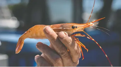 China tariffs bite into B.C. spot prawn season - PressReader