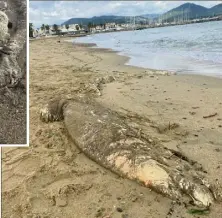  ?? (Photo DR) ?? Un gros animal d’une longueur de 4 à 5 mètres a été retrouvé sur la plage des Marines de Cogolin.