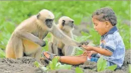  ?? AFP ?? ▪ Samarth Bangari, 2, feeds langurs near his home in Allapur, Karnataka. Bangari, still too young to talk, has become a subject of local intrigue after befriendin­g a gang of langurs.