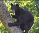  ?? Hearst Connecticu­t Media file photo ?? A black bear spent several hours in a Trumbull backyard in June 2011.