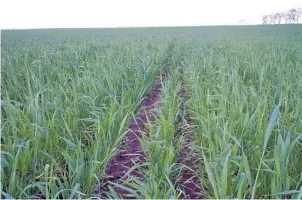  ??  ?? Invernales. El trigo (izquierda) es la opción ideal para incorporar a la rotación y aprovechar el excedente de agua. El centeno (izquierda) es uno de los cultivos de cobertura que suman estabilida­d.