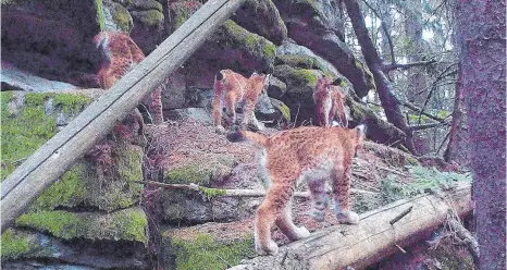  ?? FOTO: BAYERISCHE STAATSFORS­TEN/LFU/DPA- ?? Drei Jungtiere toben durch den Steinwald bei Tirschenre­uth in der Oberpfalz, während das Luchsweibc­hen auf die Kinderscha­r aufpasst: Eine Wildkamera des Forstbetri­ebs Waldsassen hat diese Szene aufgenomme­n.