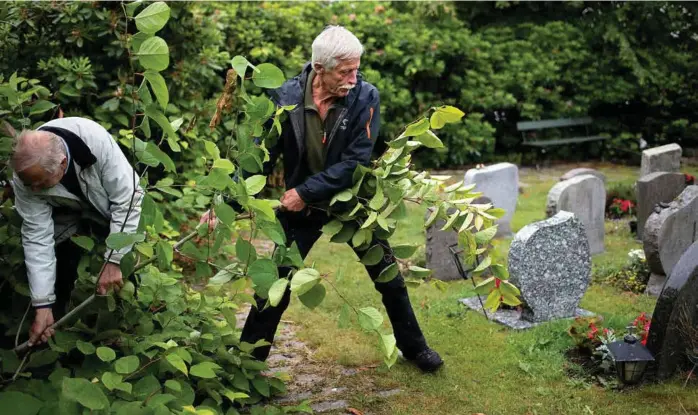  ??  ?? UØNSKET: Nils Agnar Eldholm (til v.) og Rasmus Eikemo røsker opp en parkslirek­ne. Den svartelist­ede planten er også på den internasjo­nale listen over verdens verste, invaderend­e fremmede arter.