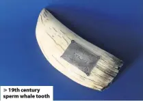  ??  ?? > 19th century sperm whale tooth