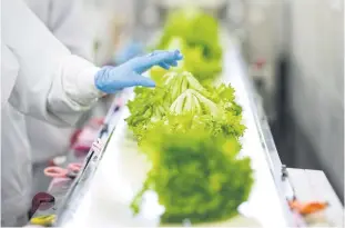 ??  ?? LEFTSpread Co sells lettuce for 198 yen a head, about 20-30% more than the normal price for convention­ally grown varieties.