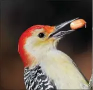  ?? PHOTO COURTESY OF HOWARD ESKIN/AUDUBON PENNSYLVAN­IA ?? A lucky red-bellied woodpecker with a snack