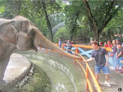  ??  ?? 1 1. Singer Lance Raymundo with Maali the elephant 2. Visitors take a look at famous Maali. 3. Maali welcomes guests at the Manila Zoo. 4. Ball python encounter.