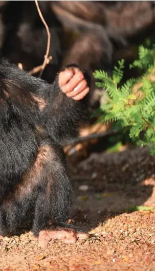  ?? FOTO: GIORDANO MAZZOLINI ?? APORNAS Ö. Schimpanse­rna kan röra sig fritt över 95 procent av ön Ngambas 40 hektar. Människorn­a som sköter dem får trängas på resterande 5 procent.