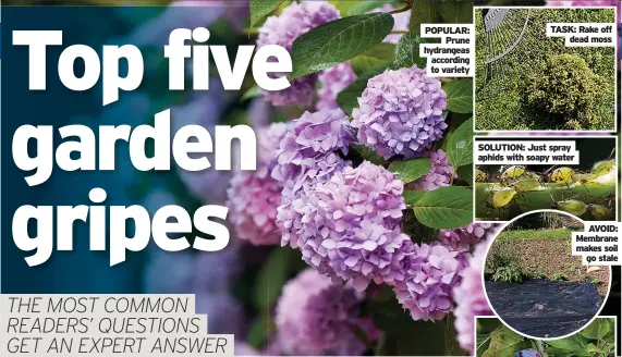  ??  ?? POPULAR: Prune hydrangeas according to variety