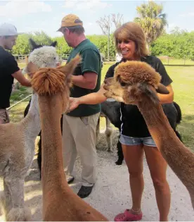  ??  ?? Alpacas hum when they're happy, curious, worried, bored or distressed. Things are always best at lunch.