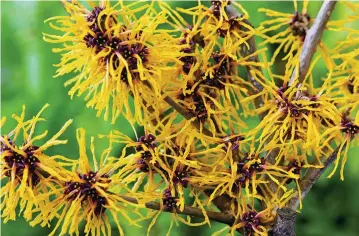  ??  ?? Blooms in the gloom: Witch hazel’s spidery flowers will enliven your garden and spirits