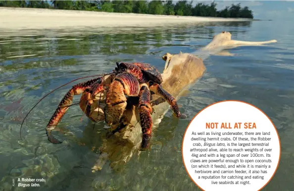  ?? ?? A Robber crab,
Birgus latro.