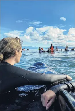  ?? PHOTO: HELENA ALEXANDER ?? A helping hand . . . Lara Robertson, of Dunedin, sings to one of the longfinned pilot whales that became stranded on a remote beach at the top of the South Island on Monday.