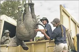  ?? Thoko Chikondi Associated Press ?? A SEDATED elephant is hoisted for relocation in Malawi in July. Neighborin­g Zimbabwe is moving more than 2,500 wild animals to rescue them from drought.