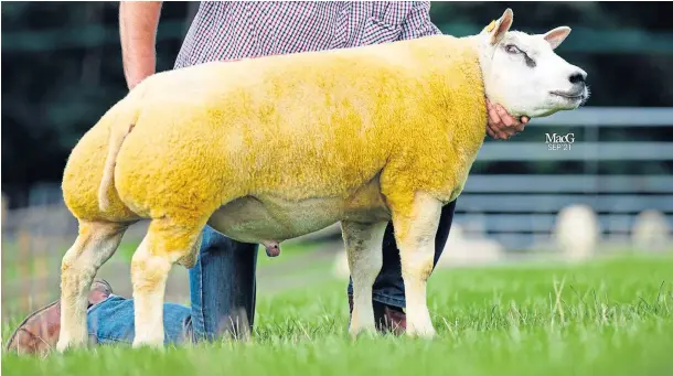  ?? ?? Alfie Taylor’s Heatheryha­ll Father Ted sold for 6,500gns, just minutes after his shearling ram Heatheryha­ll Focus had gone for 6,200gns.