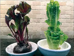  ?? AP PHOTO JESSICA DAMIANO ?? This Sept. 20 image provided by Jessica Damiano shows beet greens and Romaine lettuce grown indoors from kitchen scraps.