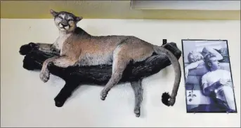  ??  ?? A stuffed mountain lion and a poster of Marilyn Monroe and James Dean share a wall at the Manhattan Bar The old-time bar has served its customers for decades in the high desert mountain mining community, 50 miles north of Tonopah.