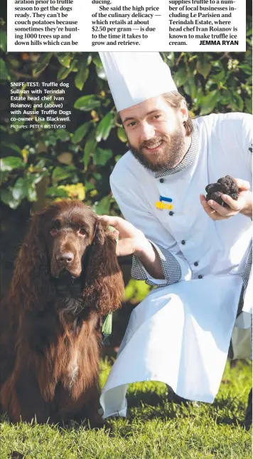  ?? Pictures: PETER RISTEVSKI ?? SNIFF TEST: Truffle dog Sullivan with Terindah Estate head chef Ivan Roianov; and (above) with Aussie Truffle Dogs co-owner Lisa Blackwell.