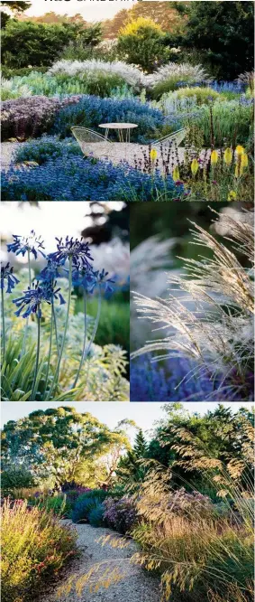  ??  ?? CLOCKWISE FROM TOP A seating nook surrounded by a sea of plants, including Caryopteri­s ‘Heavenly Blue’ and lime-green pokers ( Kniphofia ‘Lime Glow’). Seed heads of Miscanthus transmorri­sonensis. The gravel path is made from crushed local rock and...