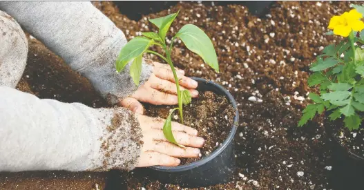  ??  ?? Gerald Filipski says disposing of used potting soil by emptying it into a shrub is safe — with a couple caveats.