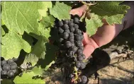  ??  ?? Cabernet Sauvignon wine grapes are almost ready for harvest at Wente Vineyards. Overall, U.S. wine exports to China fell 25% in 2018, according to the Wine Institute.