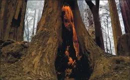  ?? RANDY VAZQUEZ — STAFF ARCHIVES ?? A redwood tree burns near Big Basin Redwoods State Park Headquarte­rs & Visitor Center in Boulder Creek on Aug. 20, 2020. Worsening wildfires are growing as a state threat.
