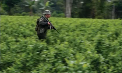  ?? ?? A counter-narcotics officer runs through a coca field during a raid on a lab in Putumayo state, Colombia. Photograph: Fernando Vergara/ AP