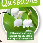  ??  ?? Either soil isn’t rich enough for lily of the valley or it’s congested