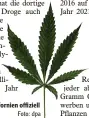  ?? Foto: dpa ?? Marihuana gilt in Kalifornie­n offiziell als Genussmitt­el.