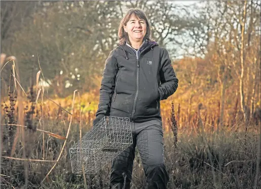  ?? Picture Mhairi Edwards ?? Volunteer Ali Thornton from the Scottish Invasive Species Initiative carries a trap at the Tay Reedbeds