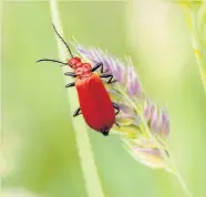  ??  ?? Watch out for the Scarlet lily beetle