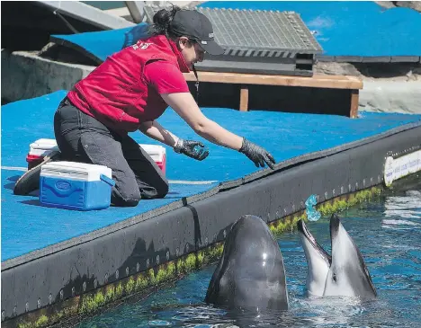  ?? JASON PAYNE ?? Trainers work with a false killer whale, left, and a harbour porpoise at the Vancouver Aquarium on Thursday. The aquarium is appealing to the public to help it save its marine mammal rescue program, which is under threat because of a bylaw the park...