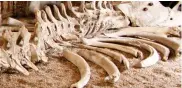  ??  ?? Washed up: The sperm whale’s skeleton