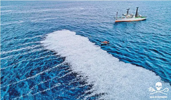  ?? ?? A layer of the 100,000 dead blue whiting – a sub-species of cod – glint in the waters of the Atlantic off the coast of La Rochelle, western France, in an image made available by the environmen­t activists Sea Shepherd