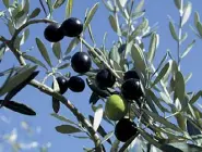  ??  ?? Dop Molti riconoscim­enti da Unioncamer­e all’olio pontino