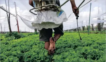  ??  ?? Edgar Serralde Galicia, 37-year-old lettuce farmer, fumigates his plants in the Mexico City borough of Xochimilco. Serralde says his lettuce is organic, using non-toxic chemicals and Xochimilco’s canal system to irrigate his crops.