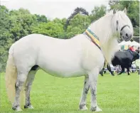  ??  ?? 12-year-old mare, West Lodge Ashley, was Highland Pony champion and reserve champion of champions. Shown by Robin and Karen Stewart, Stablebrae, Durris.