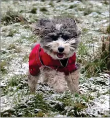  ??  ?? HAVING FUN: The cold fails to stop this dog from having fun