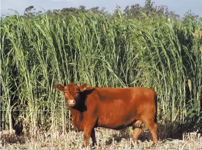  ??  ?? A comer. La vaca, frente a un lote de sorgo forrajero. También pueden diferirse otros materiales, como el granífero.