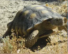  ??  ?? Desert tortoises have adapted over millions of years to survive and thrive in harsh, dry conditions.