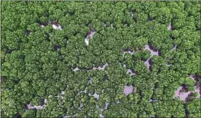  ??  ?? La mangrove est un rempart naturel contre l’élévation du niveau de la mer.