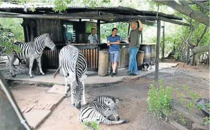  ?? Picture: JACKIE CLAUSEN ?? HAPPY HOUR: Zebras Njabulo and Savannah and their foal stop for a drink with Quentin Kreel, Claude Lango and Brendan Bristow at the Nature's Way Backpacker­s’ Lodge in Mtunzini in northern KwaZulu-Natal