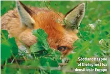  ??  ?? Scotland has one of the highest fox densities in Europe