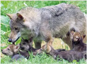  ??  ?? Orphaned…the cubs with Ember who gave birth just weeks ago