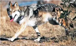  ?? JIM CLARK/U.S. FISH AND WILDLIFE SERVICE VIA AP ?? A Mexican gray wolf at the Sevilleta National Wildlife Refuge in Socorro County.