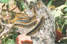  ?? COURTESY PHOTO ?? LEFT: Western tent caterpilla­rs build silken ‘tents’ on branches and twigs to protect larvae during molting.