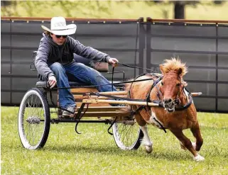  ?? Gustavo Huerta / Staff photograph­er ?? Jackson Poole participat­es in a miniature horse race with Clyde at P-6 Farms in Montgomery on Saturday. The family that runs the event plans to have more miniature horse racing in the fall.