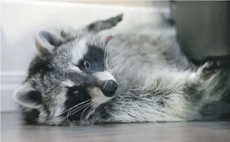  ?? RICHARD MARJAN/FILES ?? Dennis the pet raccoon now weighs 14 kilograms and is actually a female, owner Wendy Hook learned to her surprise.