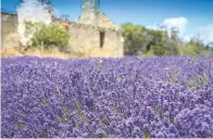  ?? Photo / Port Arthur Lavender. ?? Port Arthur Lavender.